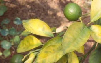 Prečo domáci citrón bledý listy citrón