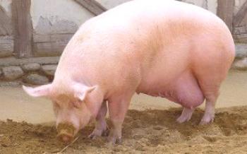 Visão geral do processo de parto de suínos

Porcos