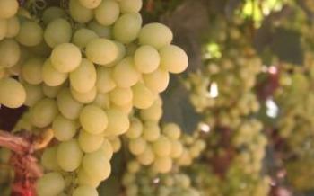 Грозде за винопроизводство на цитрон Магарача