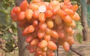 Burdak: характеристика на сортовете му грозде