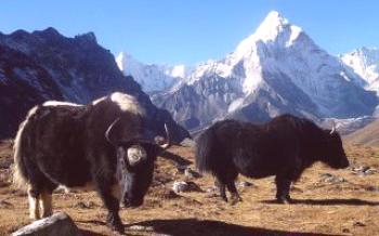 Iaque - touro nas montanhas

Vacas