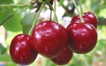 Pestovanie Cherries Vladimirskaya Cherry