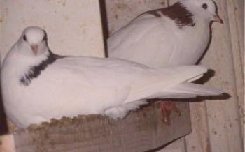 Характеристики на пермската порода гълъби - гривна