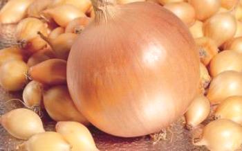 Como cultivar cebolas Hercules Onions
