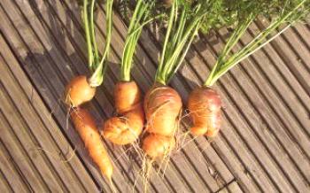 Висока доходност: как да се защитят морковите от болести и вредители Моркови