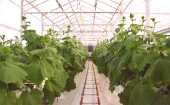 Pestovanie uhoriek v skleníkoch a starostlivosť o ne

uhorky