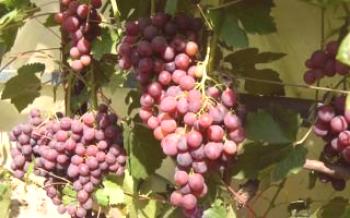 Las últimas variedades híbridas de uvas Pavlovskogo EG