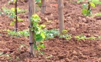 Značajke uzgoja grožđa u proljeće: metoda sadnje reznice u zemlju