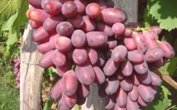 Табличен сорт грозде Karmakod