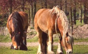 Tipos de Doenças em Cavalos