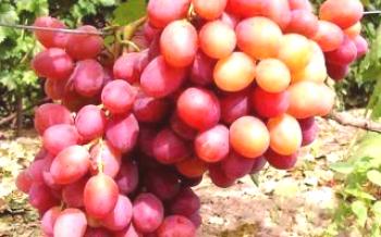 Variedade híbrida de uvas Anyuta
