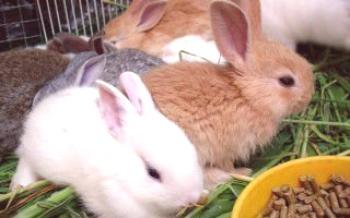 Kŕmne zmesi pre králiky: vlastnosti, zloženie, dávkovanie

králiky
