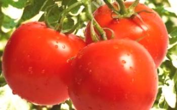 Тайните на селскостопанската технология за голяма реколта от домати

домат