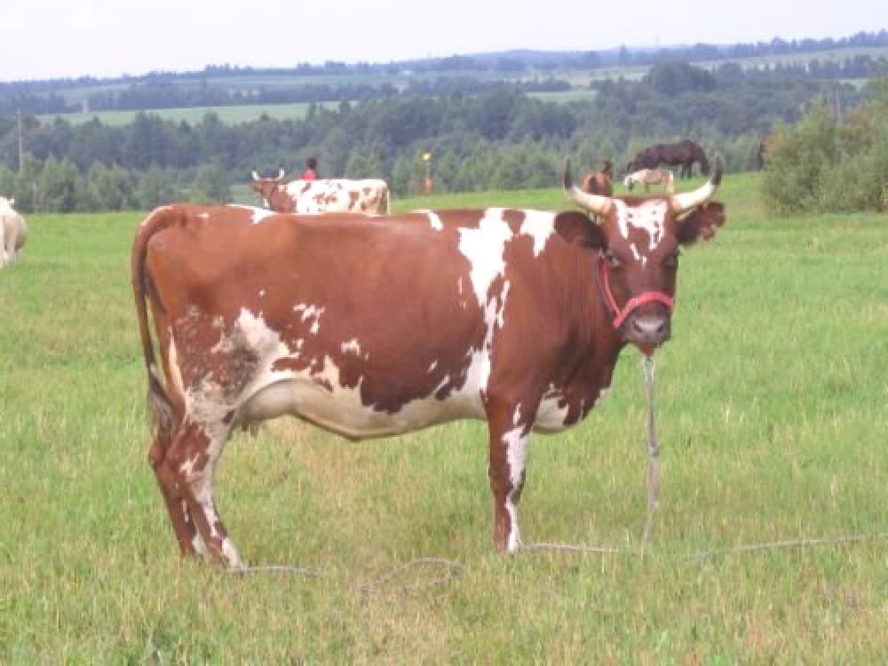 Красно пестрые коровы. Порода симментальская ,айрширская.. Айрширская порода бык. Айрширская корова. Голштинская красно пестрая корова.