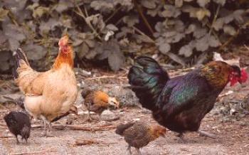 Salmonelose - um perigo para galinhas domésticas