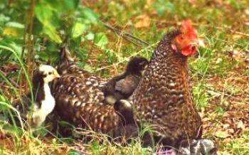 Causas de tosse e chiado em galinhas e métodos para o tratamento

Galinhas