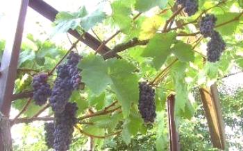 Benefícios das uvas Black Pearl