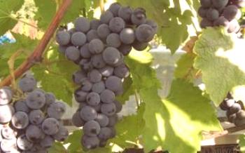 La uva del vino forma Tana