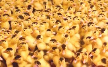 Cultivo e manutenção de patos mulard

Patos