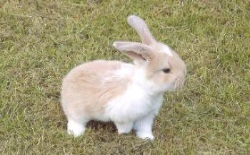 Aké sú plemená domácich dekoratívnych králikov?

králiky