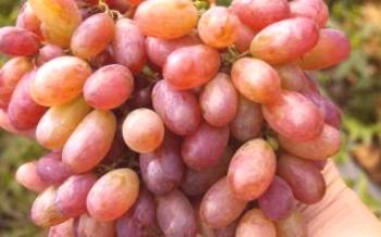 Това, което отличава сорта грозде Matryoshka