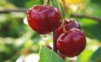Apresenta variedades de cereja cereja Zhivitsa
