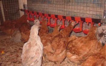 Поилки за пилета: научете се да правят собствени зърнени структури

пилета