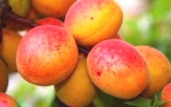 Características de Apricot Delight

Albaricoque