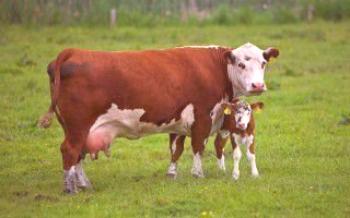 Високопроизводителни породи крави