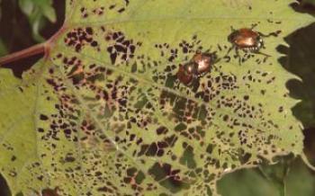 Folhas de videira: sintomas da doença