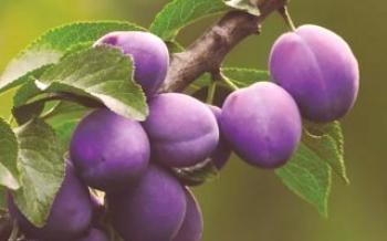 Caractéristiques de la variété prune Purple Plum