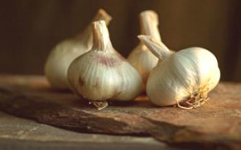 Cesnak a jeho odrody Garlic