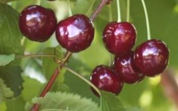 Populárne odrody Cherry Cherry