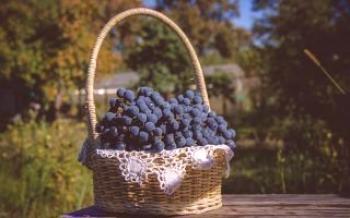 Изабела грозде: основни характеристики, особености на засаждане и грижи