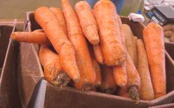 Кои сортове морков са подходящи за зимно съхранение?

моркови