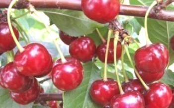 Características do cultivo de cerejas Shpanka Cherry