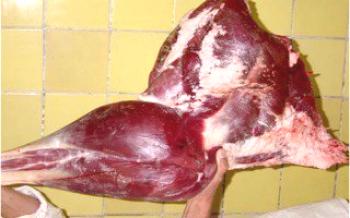 Правилно клане на щрауси за месо от щрауси