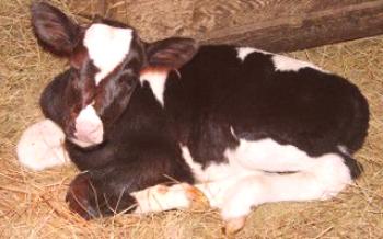 Alimentando bezerros recém-nascidos e cuidando deles Vacas
