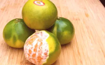 Características dos híbridos mandarim e laranja

Citrus