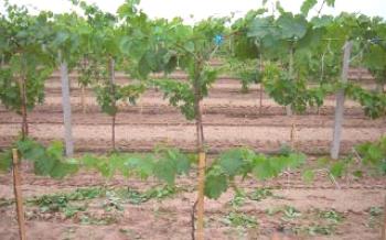 La frecuencia de riego de las uvas después de la siembra.