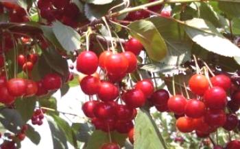 Características del cuidado para las variedades de cerezas Deseado Cereza.