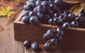 O que é útil e prejudicial uvas pretas