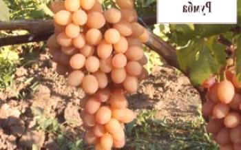 Описание на гроздето Румба