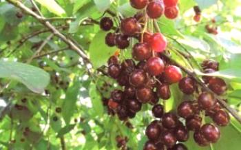 Značajke uzgoja hibridne trešnje i ptičje trešnje

trešnja