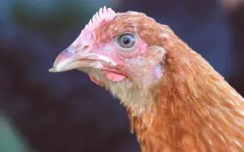 Тик - най-лошите пилешки птици