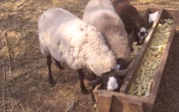 Domáce krmítka zo šrotu pre ovce Ovce