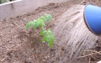 Como irrigar um tomate no campo aberto

Tomate