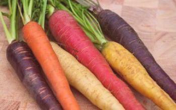 Семена от моркови - най-добрите сортове за вашия регион

моркови