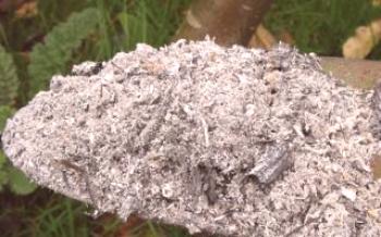 Cinza como fertilizante natural para pepinos Pepinos