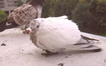 Kako izliječiti golubove od salmoneloze

golubovi